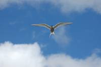 Sterne arctique